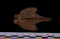 藏品(朱紅鶯蛤)的圖片